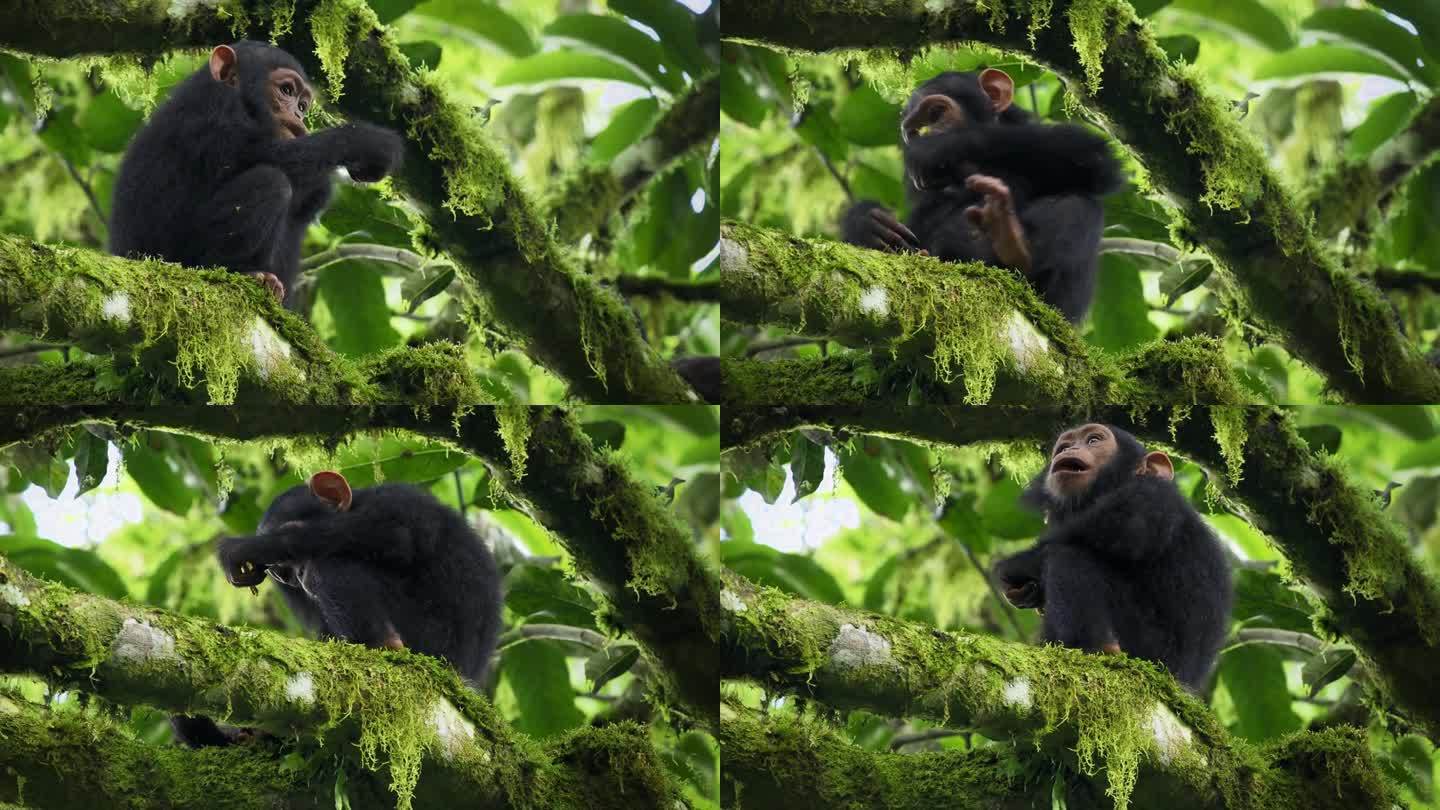 普通的或健壮的黑猩猩——泛穴居人也叫黑猩猩，原产于热带非洲的森林和大草原的类人猿的幼崽，在乌干达雨林