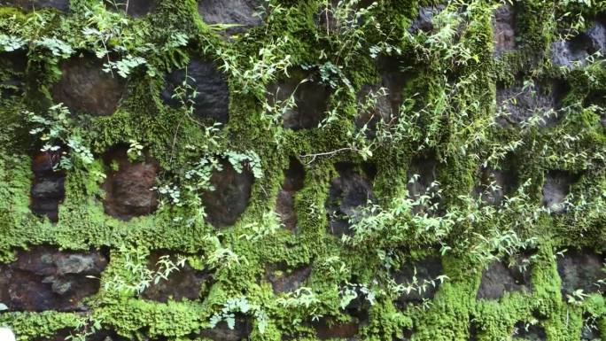 古石墙:古老的魅力与绿藻涂层在北阿坎德邦，印度。饱经风霜的优雅