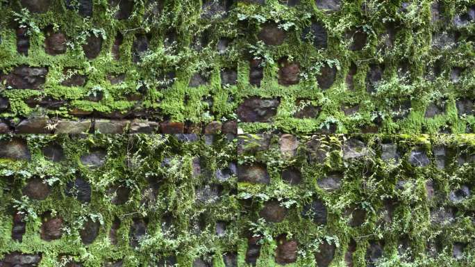 古石墙:古老的魅力与绿藻涂层在北阿坎德邦，印度。饱经风霜的优雅