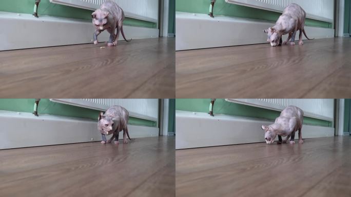 斯芬克斯猫在地板上玩木屑球。