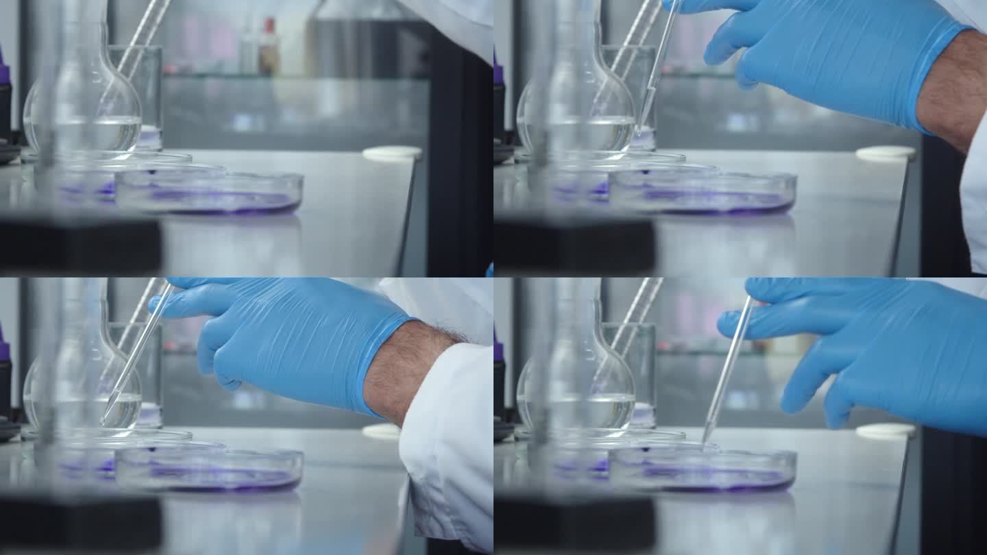 实验室技术人员的手将这种不起眼的液体一个接一个滴入装有丁香溶液的培养皿中