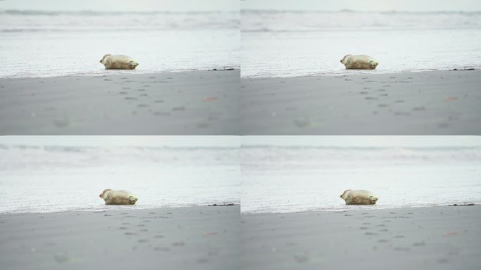 大口喘气的海豹宝宝躺在沙滩上，看着海浪。