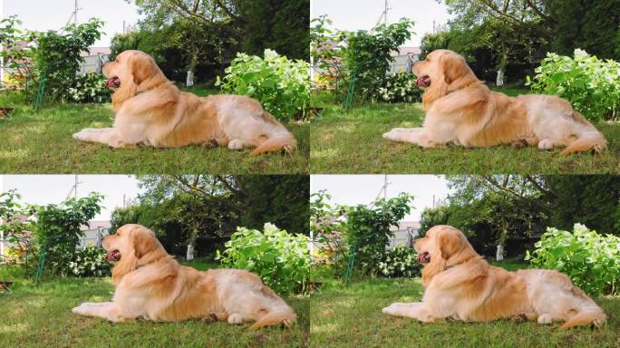 可爱的金毛猎犬微笑着躺在后院的阴影里看着镜头。在炎热的夏天，家养宠物呼吸急促。最善良的品种。最好的朋