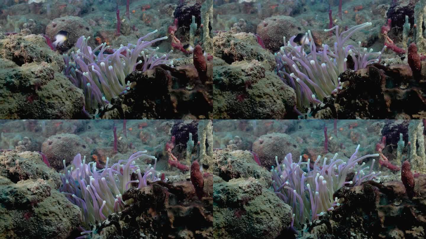 一只可爱的海葵在礁石上随着水流移动。用佳能R5 4K相机拍摄。