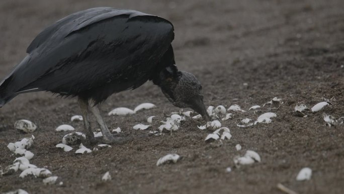 在哥斯达黎加沙滩上，一只黑秃鹫食腐动物正在吃刚孵化的小海龟