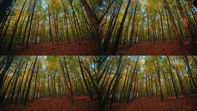 秋日阳光下林地高大树木的缩小跟踪拍摄
