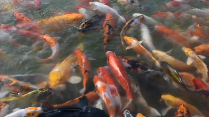 彩色品种日本花式鲤鱼或锦鲤日本鱼在淡水中游泳在池塘和游泳池的花园公园