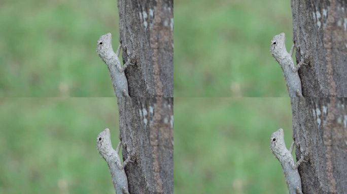 灰色东方花园蜥蜴(Calotes Versicolor)或吸血鬼拥抱树干-特写
