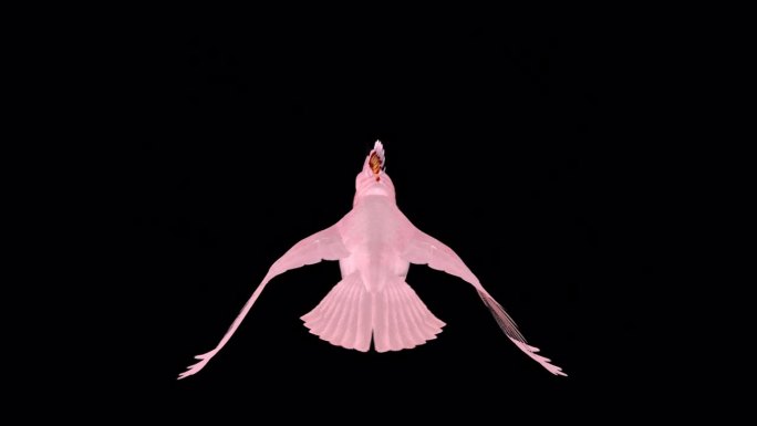 粉红凤头鹦鹉-鹦鹉鸟-飞行环-前视图CU - Alpha通道