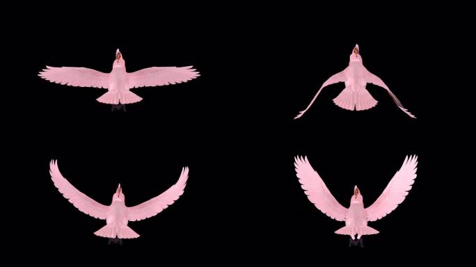 粉红凤头鹦鹉-鹦鹉鸟-飞行环-前视图CU - Alpha通道