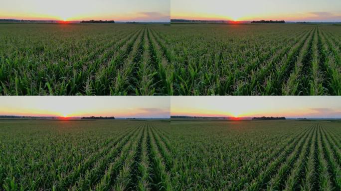 夕阳下玉米田上空的空中飞行。无人机拍摄的葱郁的绿色麦田对晴朗的天空在日落。