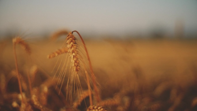晚霞下农场金色小麦作物的慢钼生长