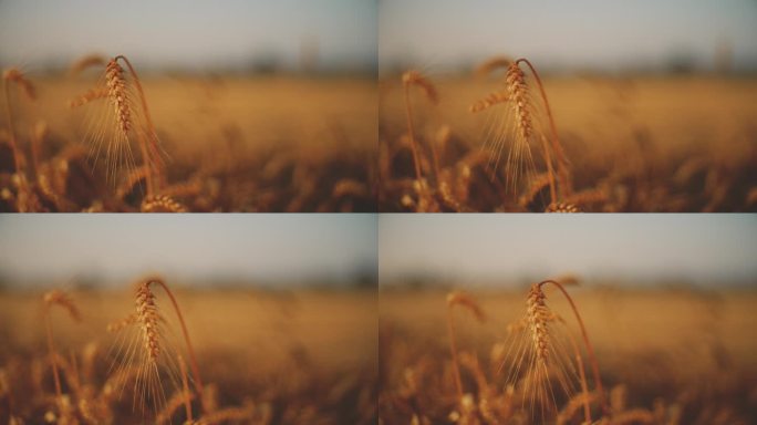 晚霞下农场金色小麦作物的慢钼生长