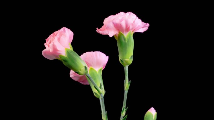 美丽的时间流逝开放粉红色康乃馨花