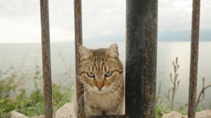 街猫饶有兴趣地观察着相机，并试图伸手去摸它。坐在海边的栅栏边。