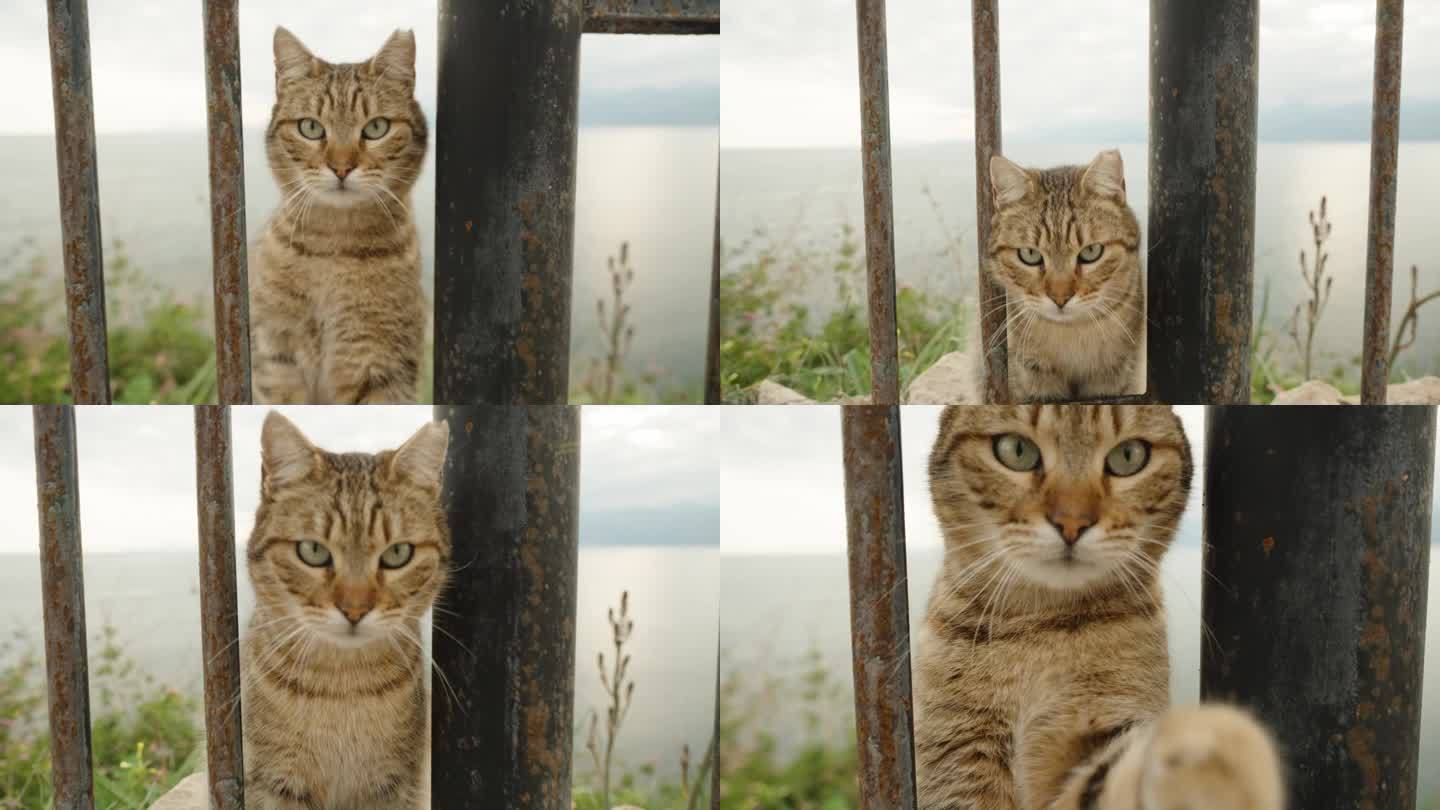 街猫饶有兴趣地观察着相机，并试图伸手去摸它。坐在海边的栅栏边。