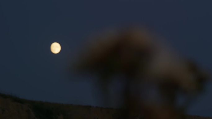 在月亮和夜空的背景下，干燥的秋花。焦点从月亮转到花朵，然后再转回来。