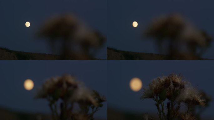 在月亮和夜空的背景下，干燥的秋花。焦点从月亮转到花朵，然后再转回来。