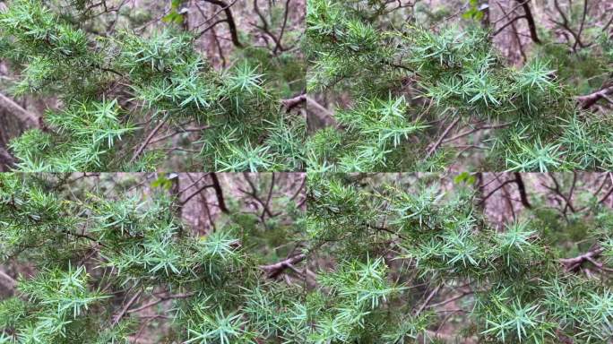 森林中刺柏叶近距离拍摄自然环境中的野生植物