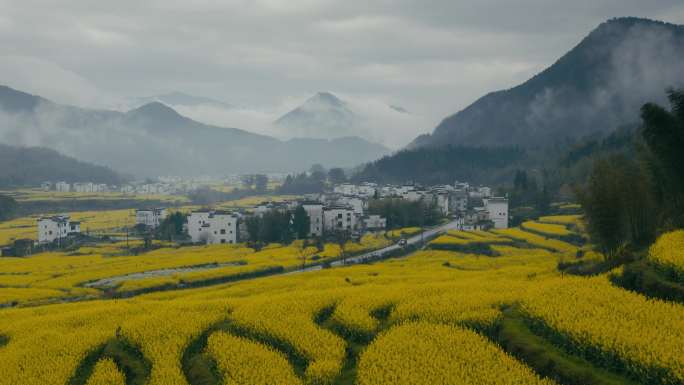 春雨中的婺源江岭油菜花 (1)