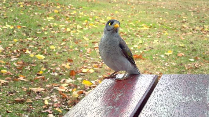 秋天，一只友好的、吵闹的矿鸟在公园里向野餐桌上的人类乞讨食物，这增加了对人类的依赖，减少了野生觅食