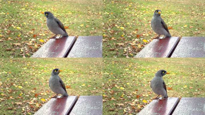 秋天，一只友好的、吵闹的矿鸟在公园里向野餐桌上的人类乞讨食物，这增加了对人类的依赖，减少了野生觅食