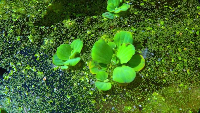 无根浮萍(Wolffia arrhiza)和浮萍(lena turionifera)之间游动的水生植