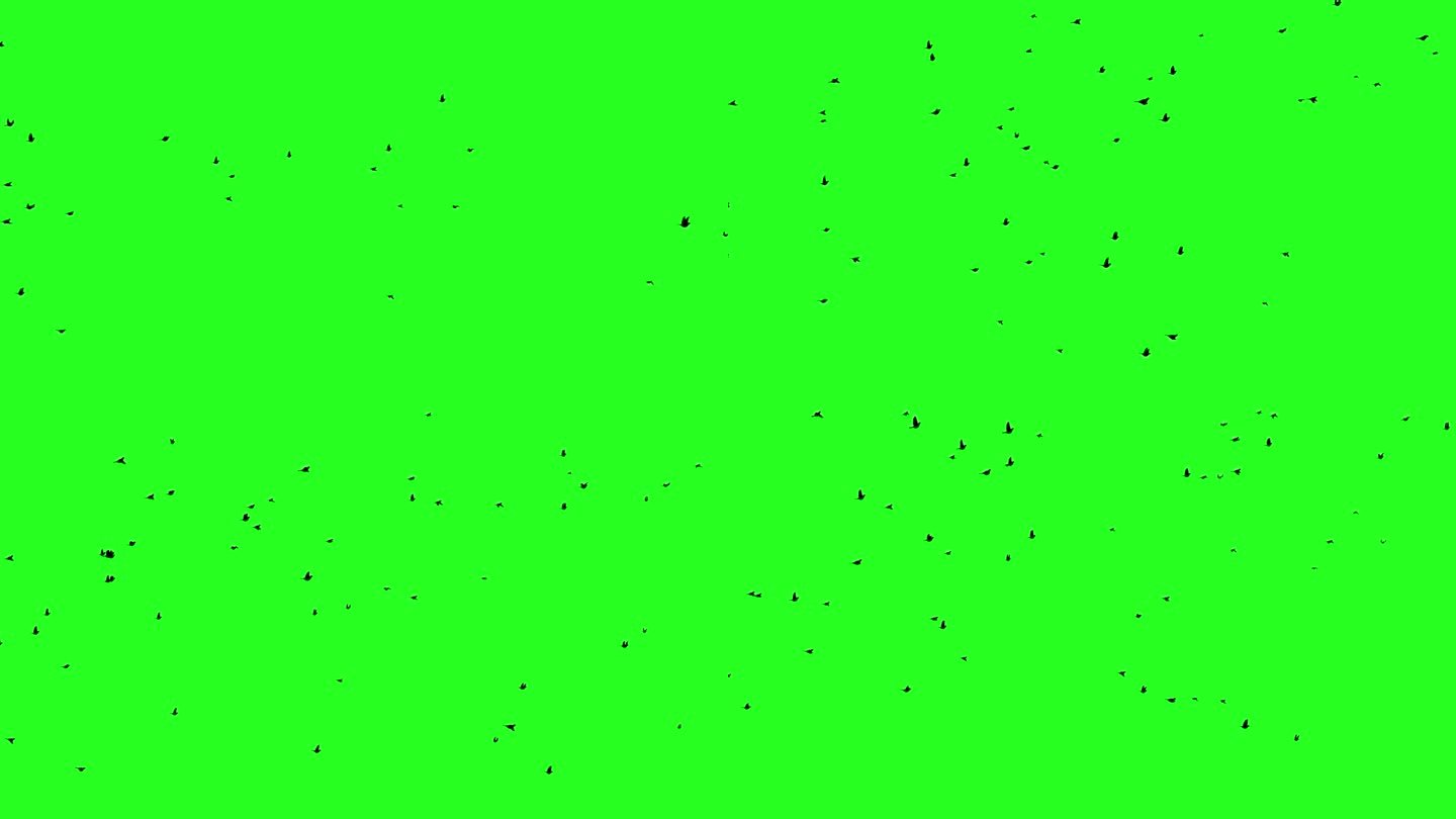 一群乌鸦孤立在色度键绿屏背景。远处天空中飞鸟的剪影。野生动物预键合成作为VFX效果。