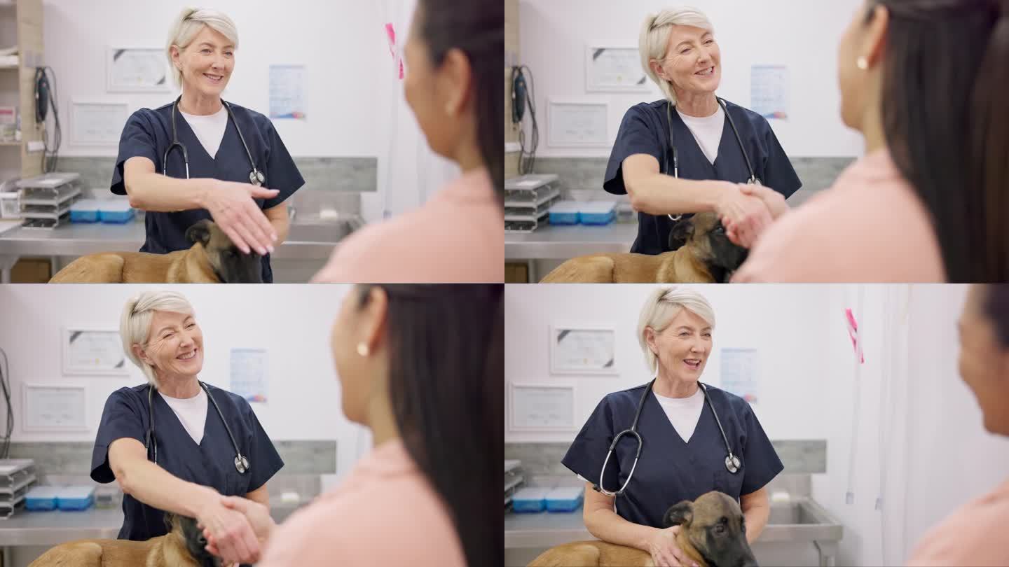 兽医握手，狗或快乐的女人，成熟的医生和问候的人，你好或感谢你治愈动物。宠物护理服务，兽医欢迎或医护人