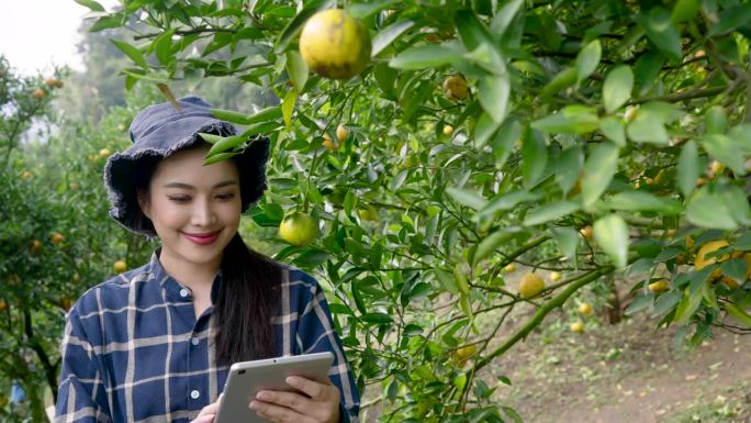 橙子农场，一个亚洲女人拥有的小生意在橙子园里使用智能手机科技与自然相遇快乐的园丁在茂密的橙子树中背诵
