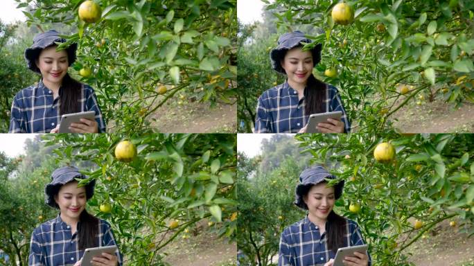 橙子农场，一个亚洲女人拥有的小生意在橙子园里使用智能手机科技与自然相遇快乐的园丁在茂密的橙子树中背诵