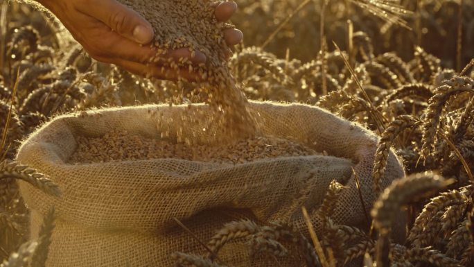 SLO MO锁定拍摄农民工人的手与小麦谷物在农田日落