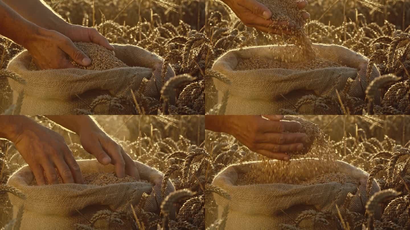 SLO MO锁定拍摄农民工人的手与小麦谷物在农田日落