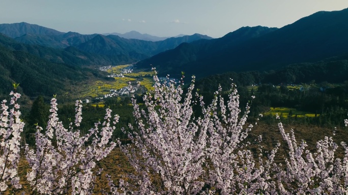 婺源江岭桃花油菜花01