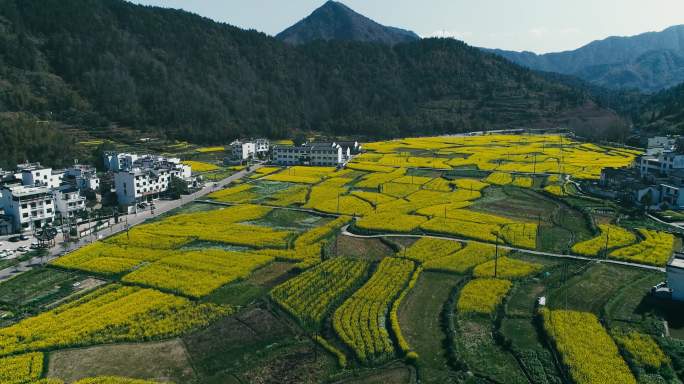 航拍婺源江岭梯田油菜花海 (6)