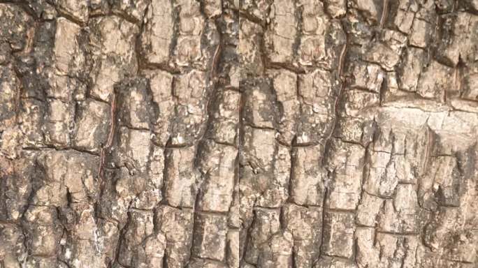 皂角树树干树皮纹理与树叶背景