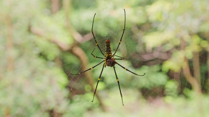 泰国，蜘蛛在模糊的绿色自然背景和阳光下的蜘蛛网上