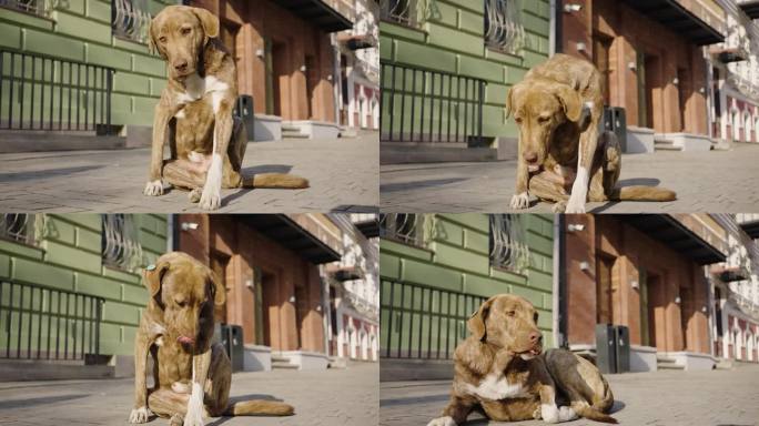在一个温暖的日子里，一只流浪狗在人行道上搔痒，它的耳朵上挂着标签
