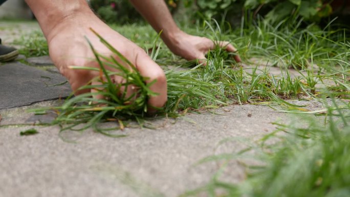 近景:园艺工作。有人在把植物拔出来。除草时间，手工。有人把杂草从地里拔出来。把植物从地里拔出来。打扫