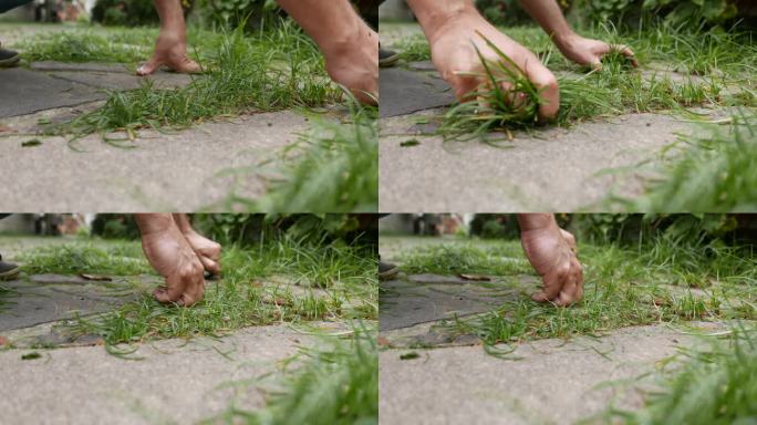 近景:园艺工作。有人在把植物拔出来。除草时间，手工。有人把杂草从地里拔出来。把植物从地里拔出来。打扫