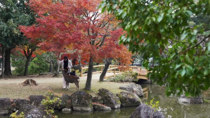 身着传统服饰的妇女在秋天的奈良公园喂鹿，两人都鞠躬