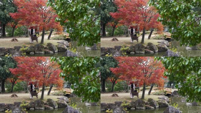 身着传统服饰的妇女在秋天的奈良公园喂鹿，两人都鞠躬