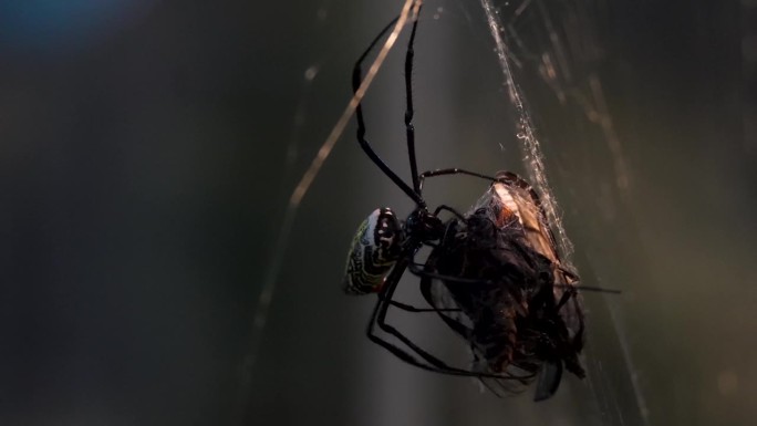 一只正在吃东西的圆编织蜘蛛