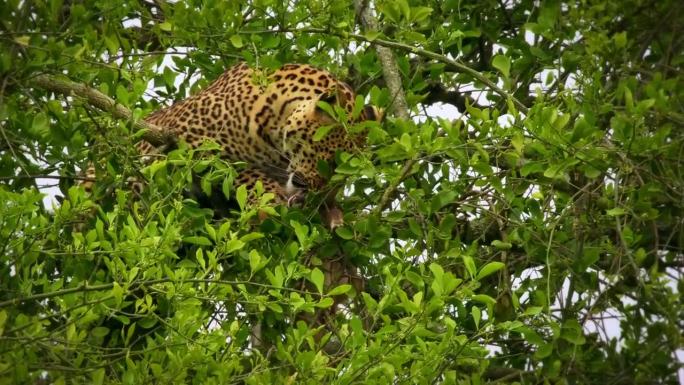 豹子，非洲的大斑点黄猫，豹子属猫科动物科，大猫在绿树下躺着吃杀羚羊，张开红色的下颚叼着一块肉