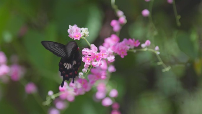 大型黑色热带蝴蝶在粉色花朵周围收集花蜜。野生蝴蝶的慢镜头
