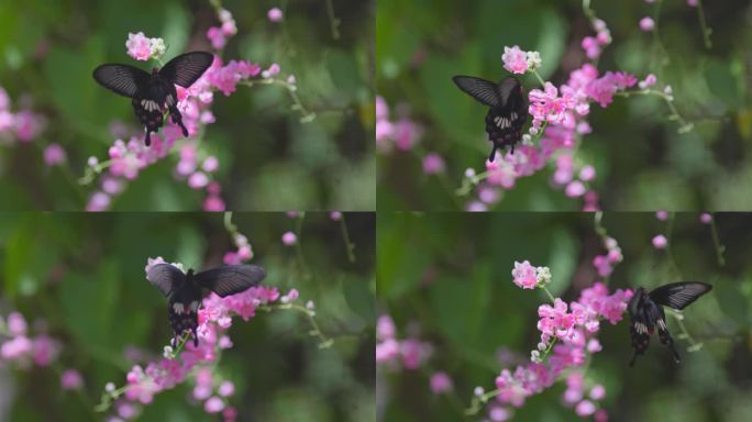 大型黑色热带蝴蝶在粉色花朵周围收集花蜜。野生蝴蝶的慢镜头