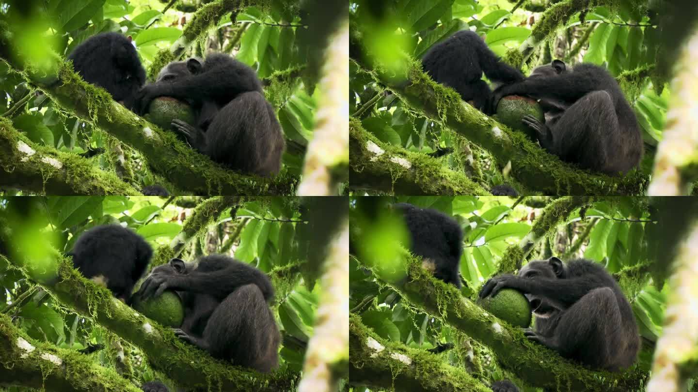 普通或健壮的黑猩猩——类人猿也叫黑猩猩，原产于非洲热带森林和大草原的类人猿，是生活在热带雨林中以水果