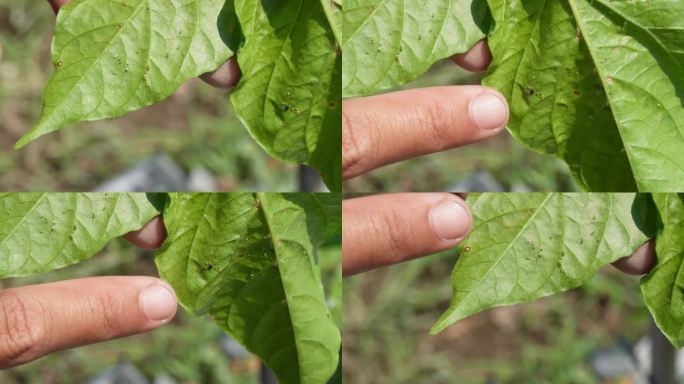 印度尼西亚日惹辣椒农场的叶蝉害虫检查