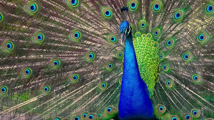 孔雀鸟有扇形张开的尾巴，彩色孔雀羽毛的眼睛图案
