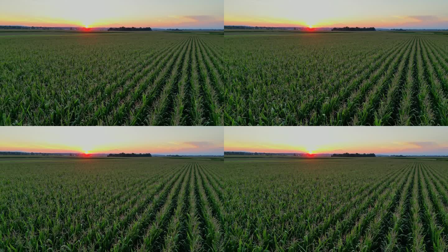 苍翠的麦田在日落时映衬天空的空中无人机镜头。在日落时分飞过玉米田。
